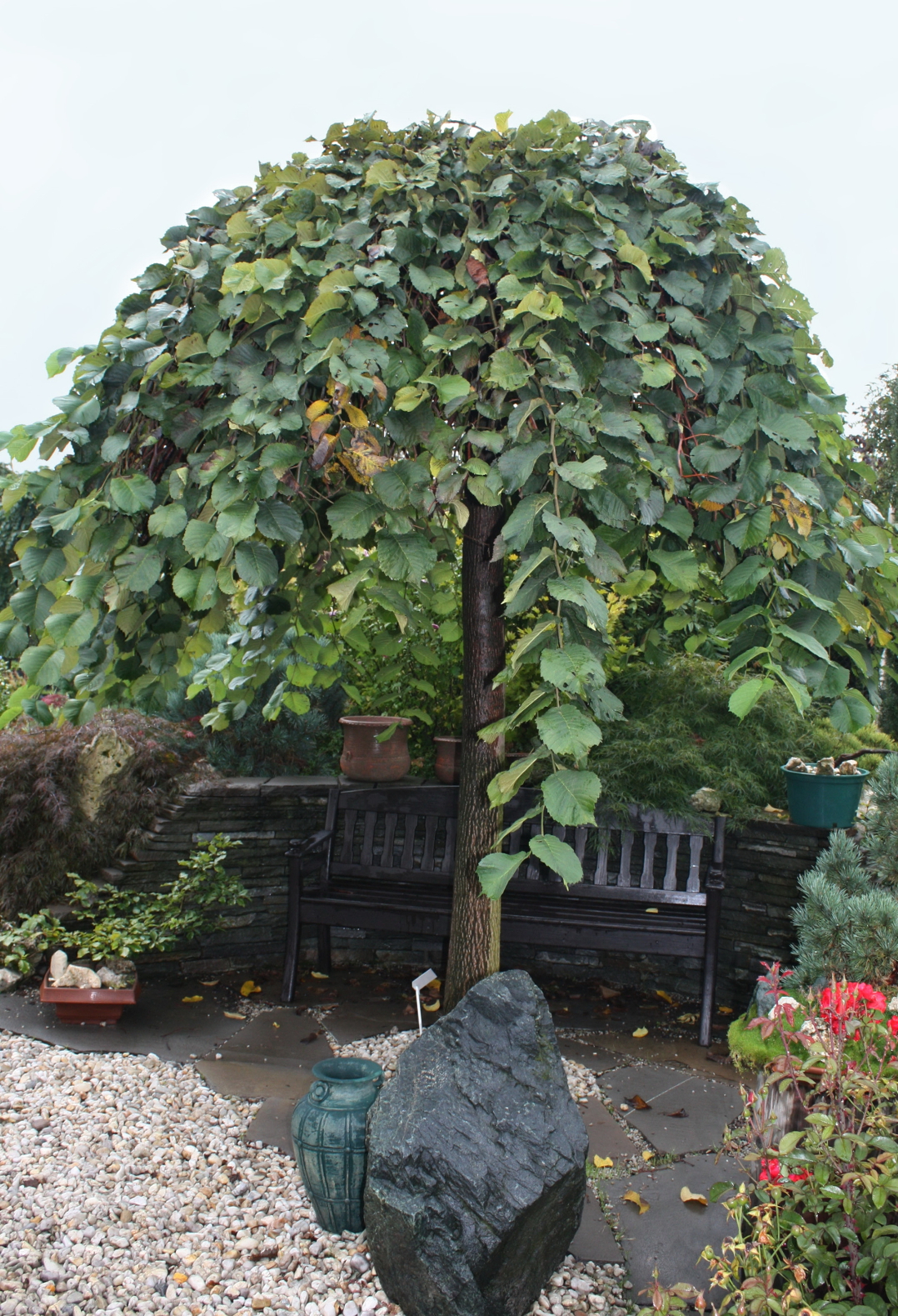 Ulmus glabra Camperdownii