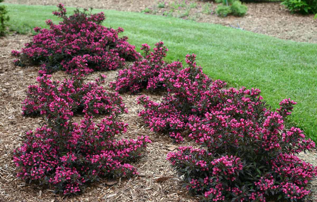 Вейгела кустарник описание и фото посадка Вейгела цветущая "Nana Purpurea" LeafGarden