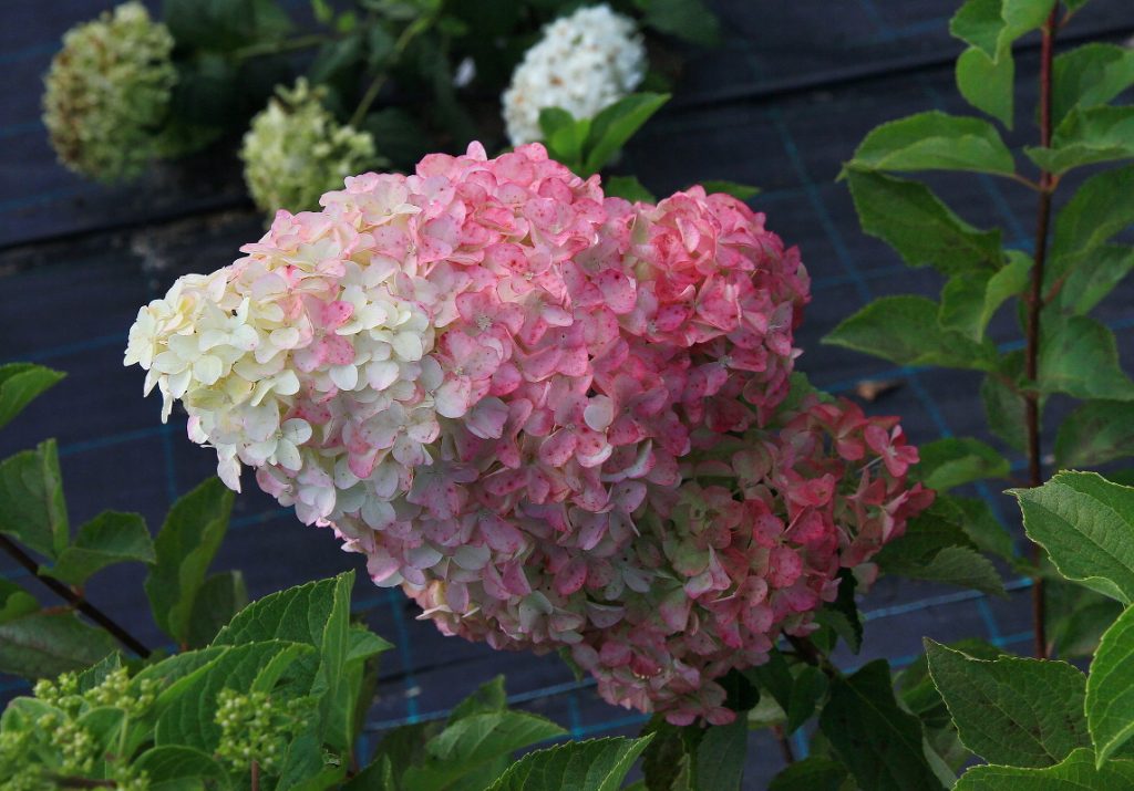 Гортензия метельчатая "Vanilla Fraise" | LeafGarden