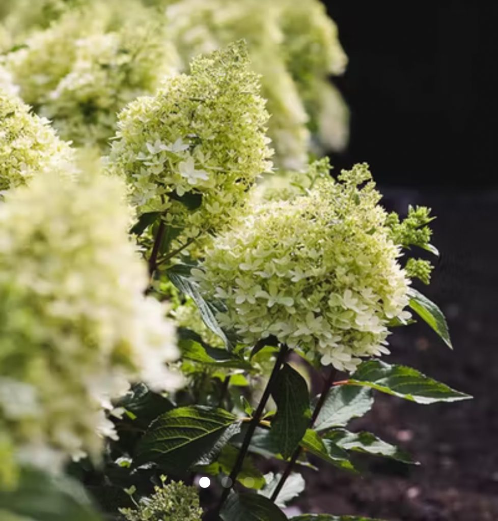 Гортензия метельчатая "Royal Flower" | LeafGarden