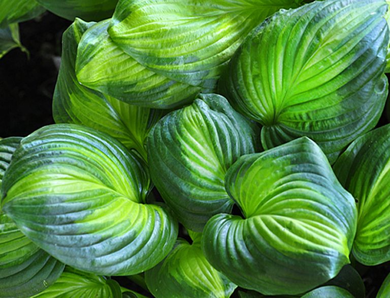 Хоста Hosta "Avocado" LeafGarden
