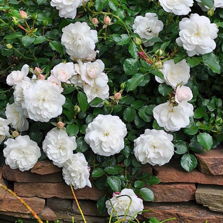 Роза почвопокровная White Fairy | LeafGarden