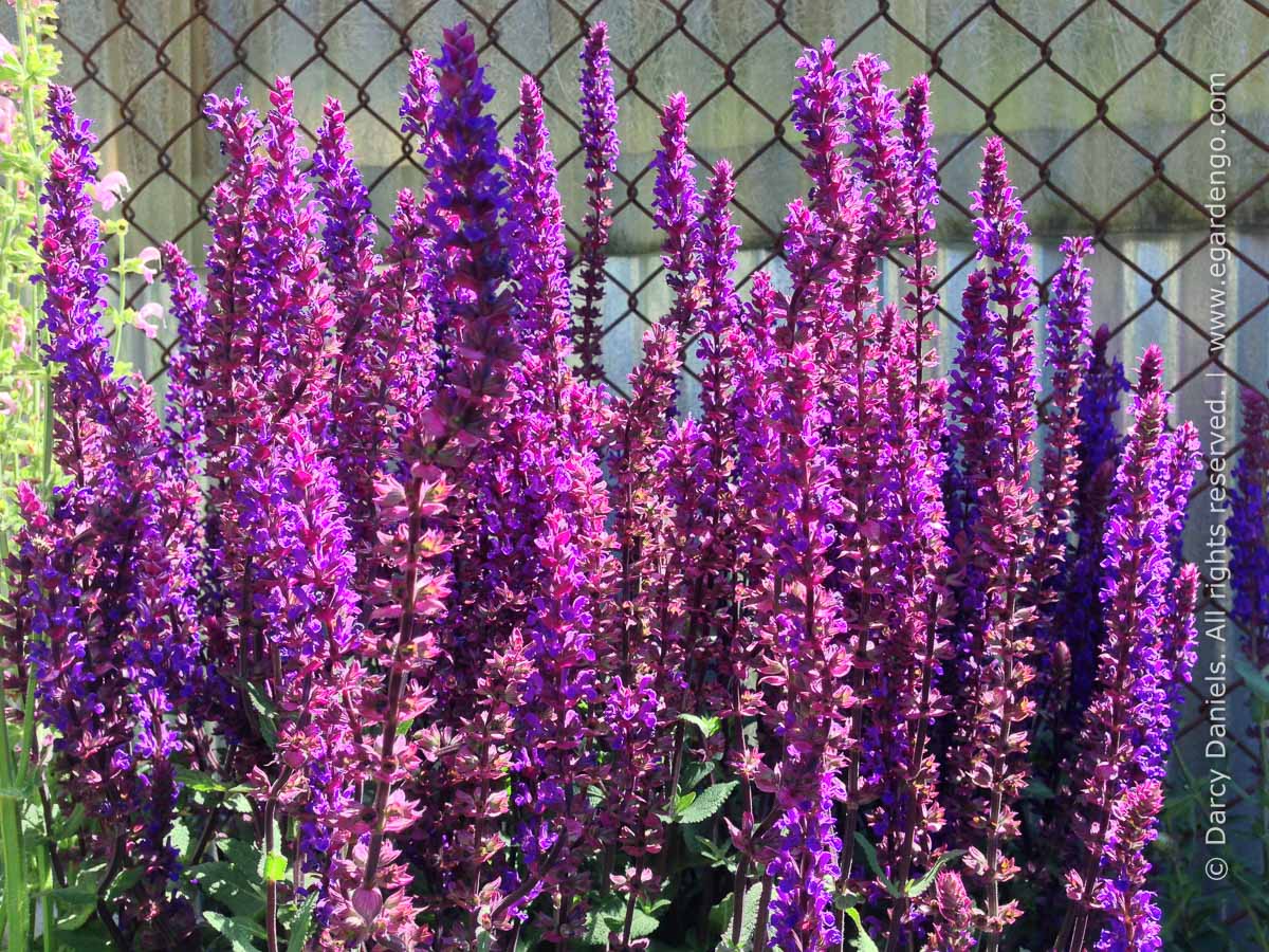 Шалфей Дубравный (Salvia nemorosa `Caradonna`)