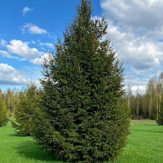 Ель обыкновенная