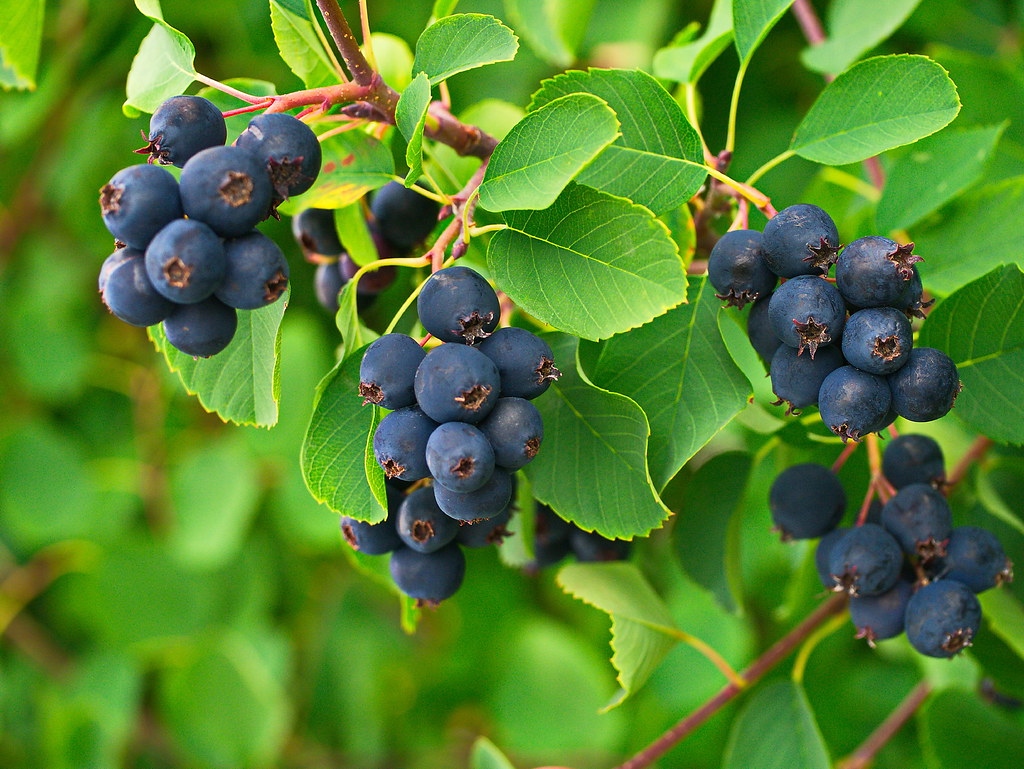 ирга канад 2