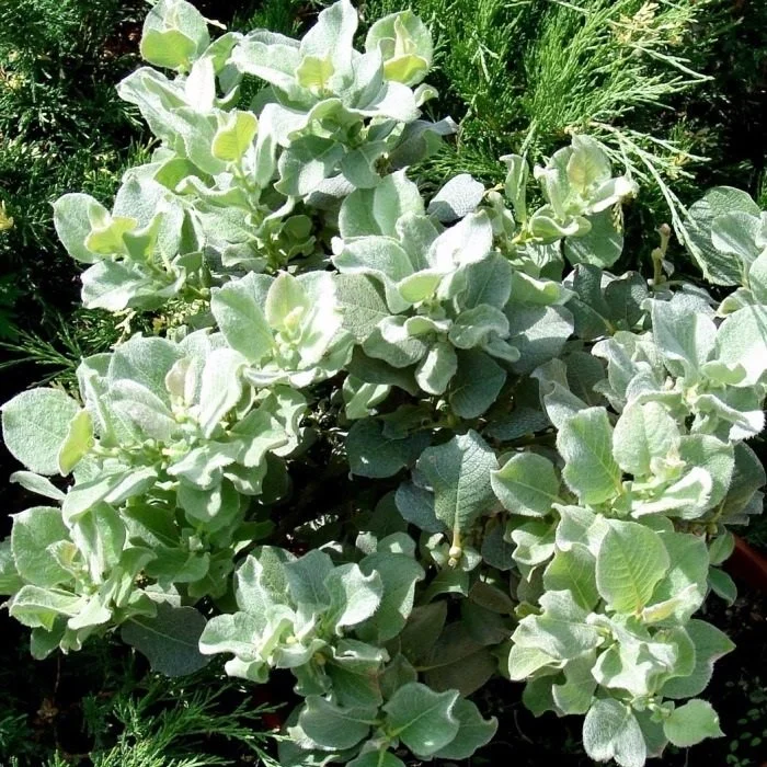 ива мохнатая